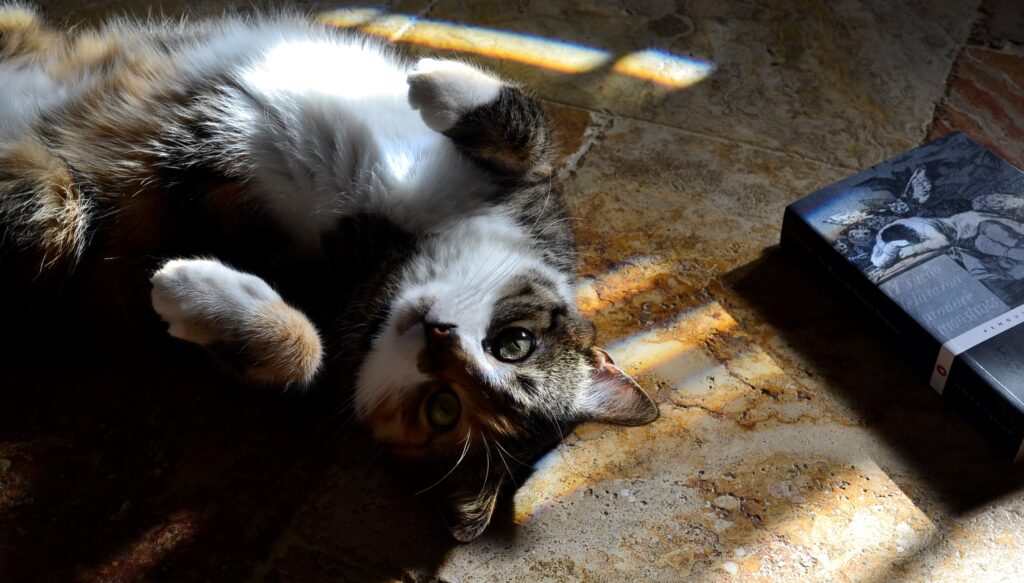 A calico cat rolls on her back beside The Manuscript Found in Saragossa.