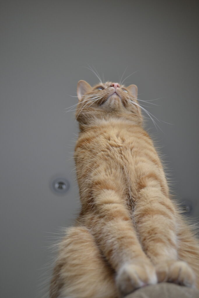 An orange tabby cat seen from below, its paws on the camera.