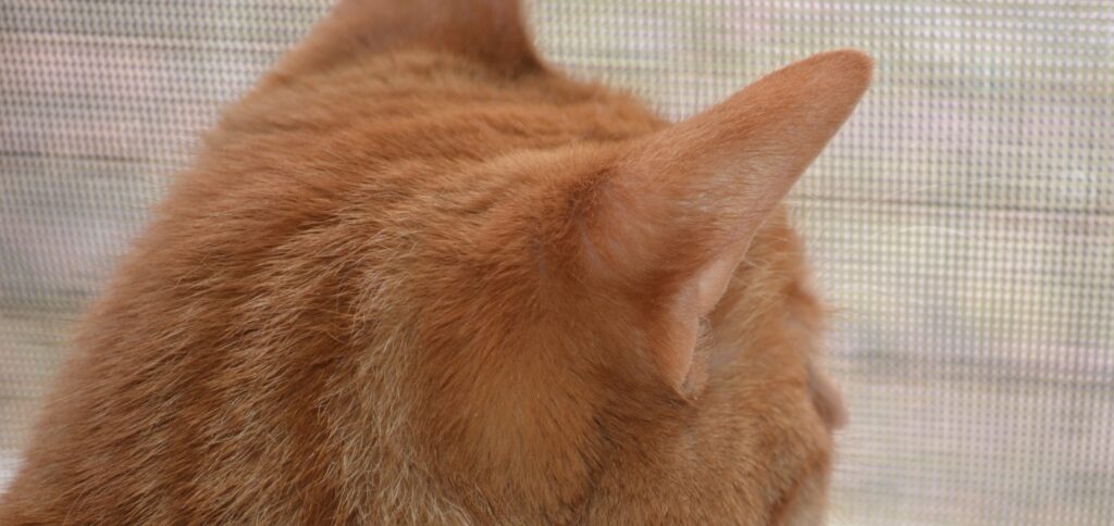An orange tabby's ears.