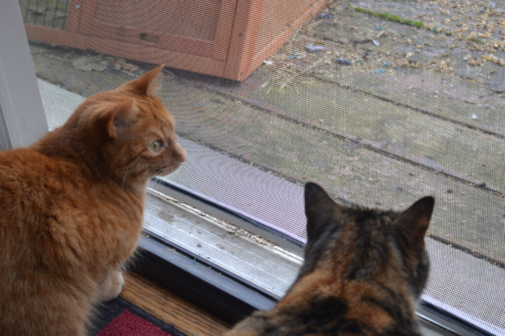 Two tabby cats sit in front of a screen door.