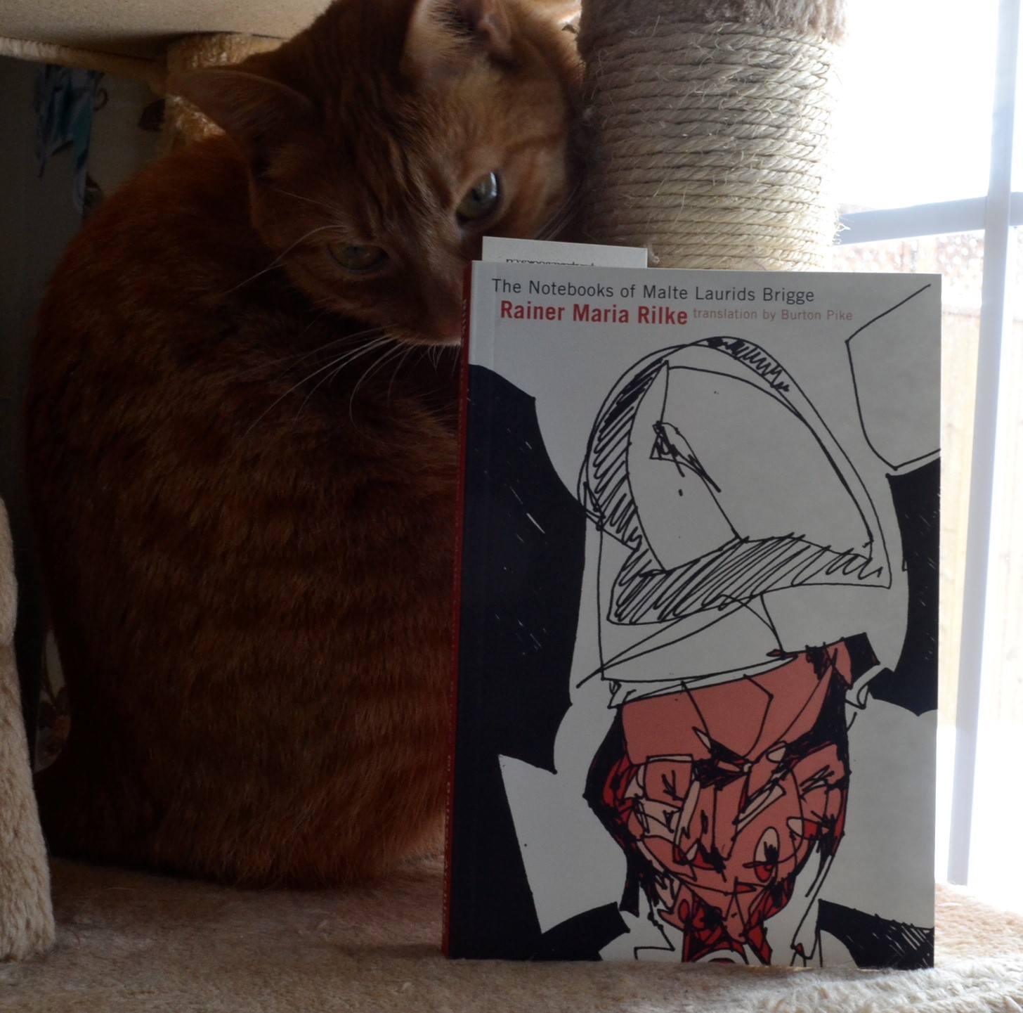 An orange tabby sits behind The Notebooks of Malte Laurids Brigge.