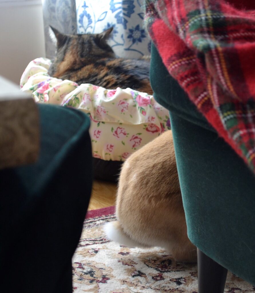 A cat in a bassinet and a bunny hopping away beneath a chair.