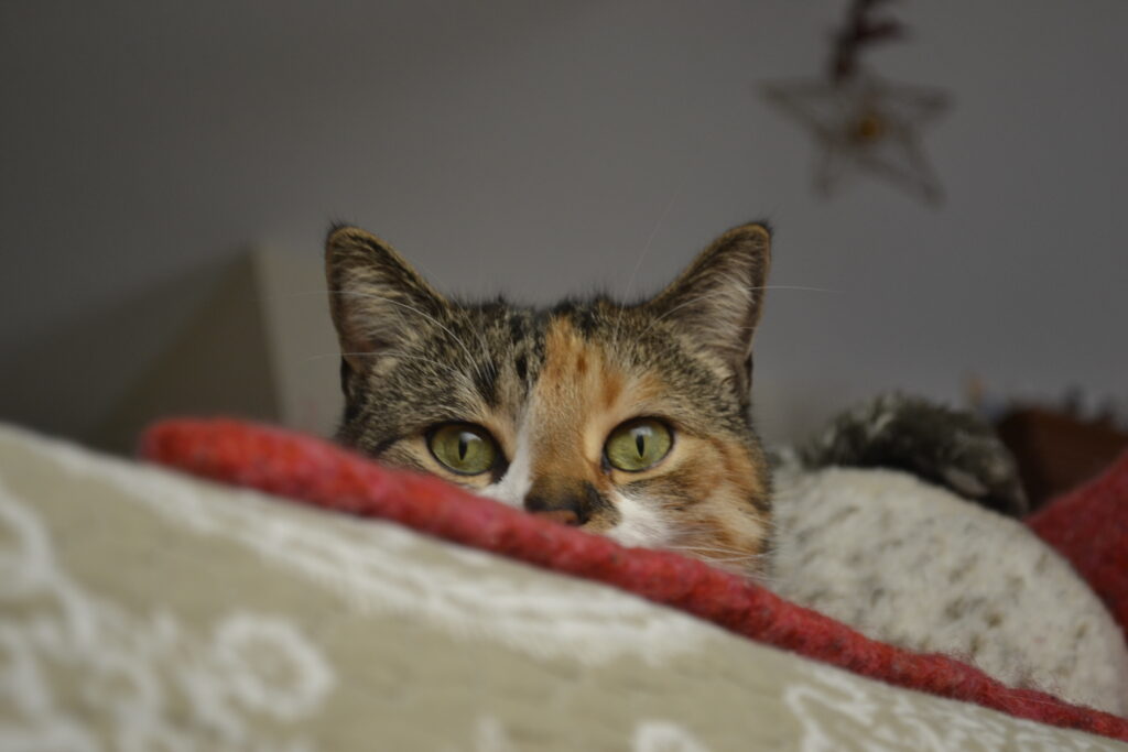 THe green eyes of a calico tabby stare over the edge of a bed.