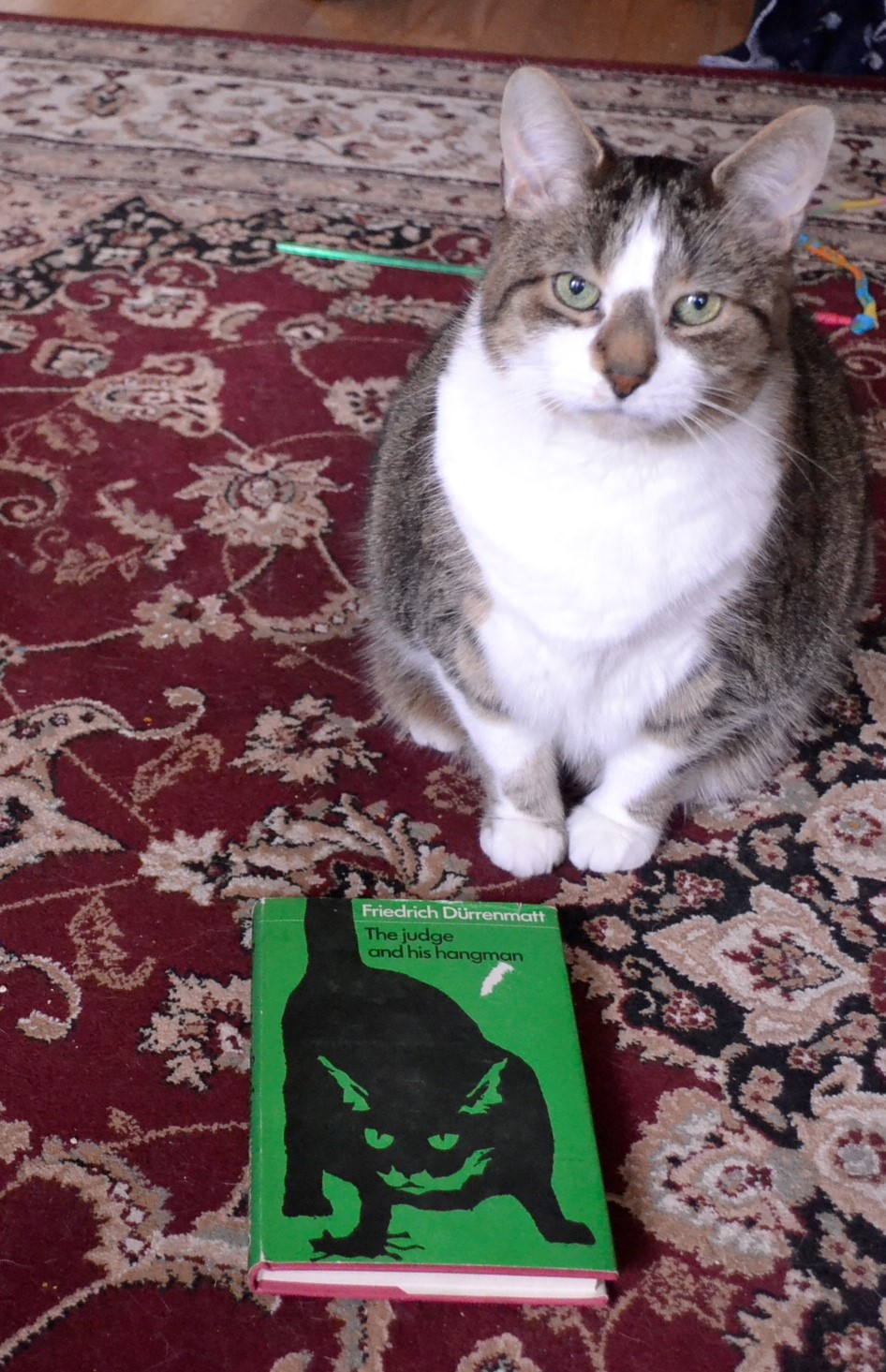 A fawn tabby with a brown nose beside the bright green cover of The Judge and His Hangman.
