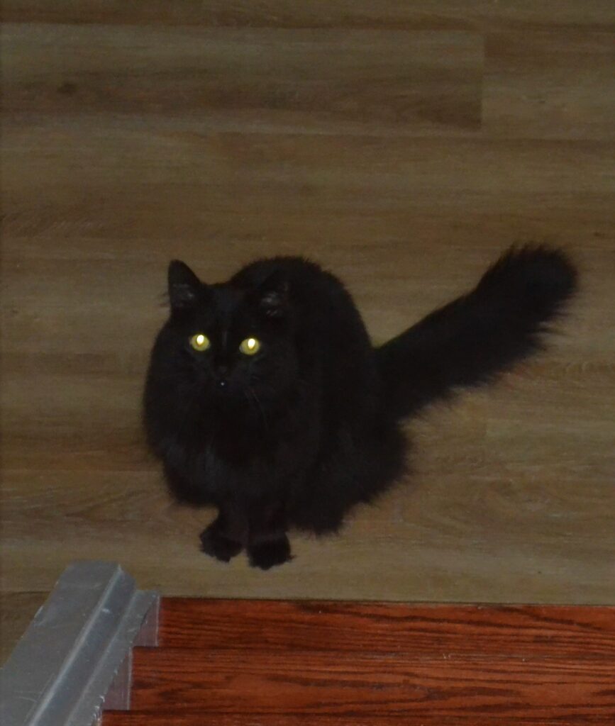 A black cat with glowing eyes sits at the bottom of the stairs.