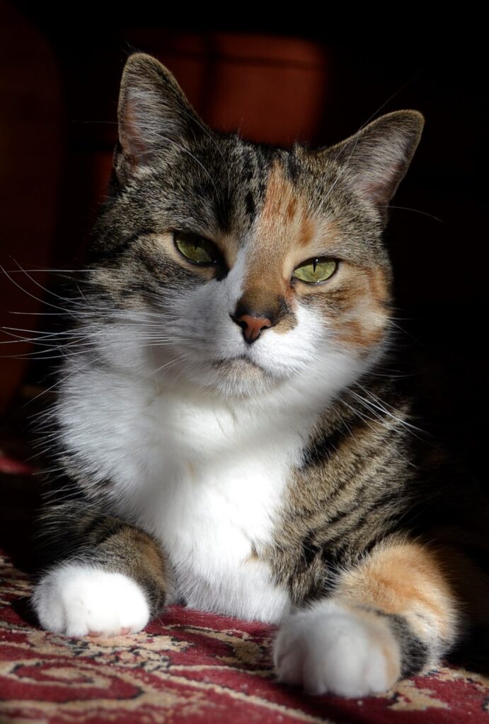 A calico tabby sits with its paws in the sunshine.