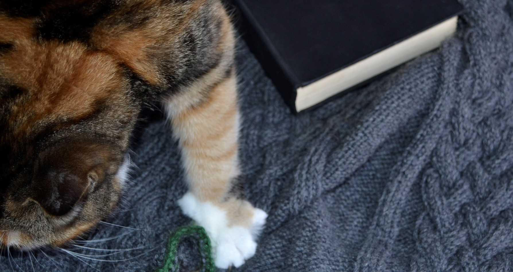 A calico tabby atacking a grey knit sweater and Doctor Faustus.