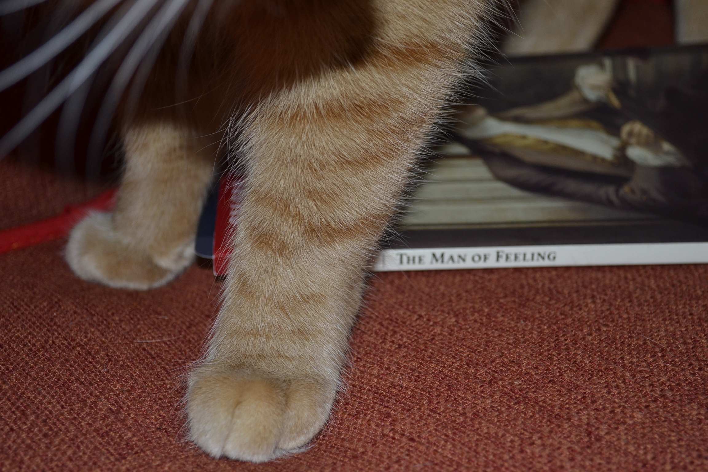 Orange tabby paws occlude the spine of The Man of Feeling.