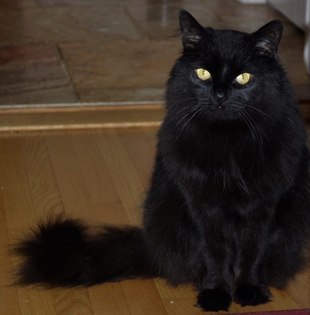 A black cats with yellow eyes, sitting primly.