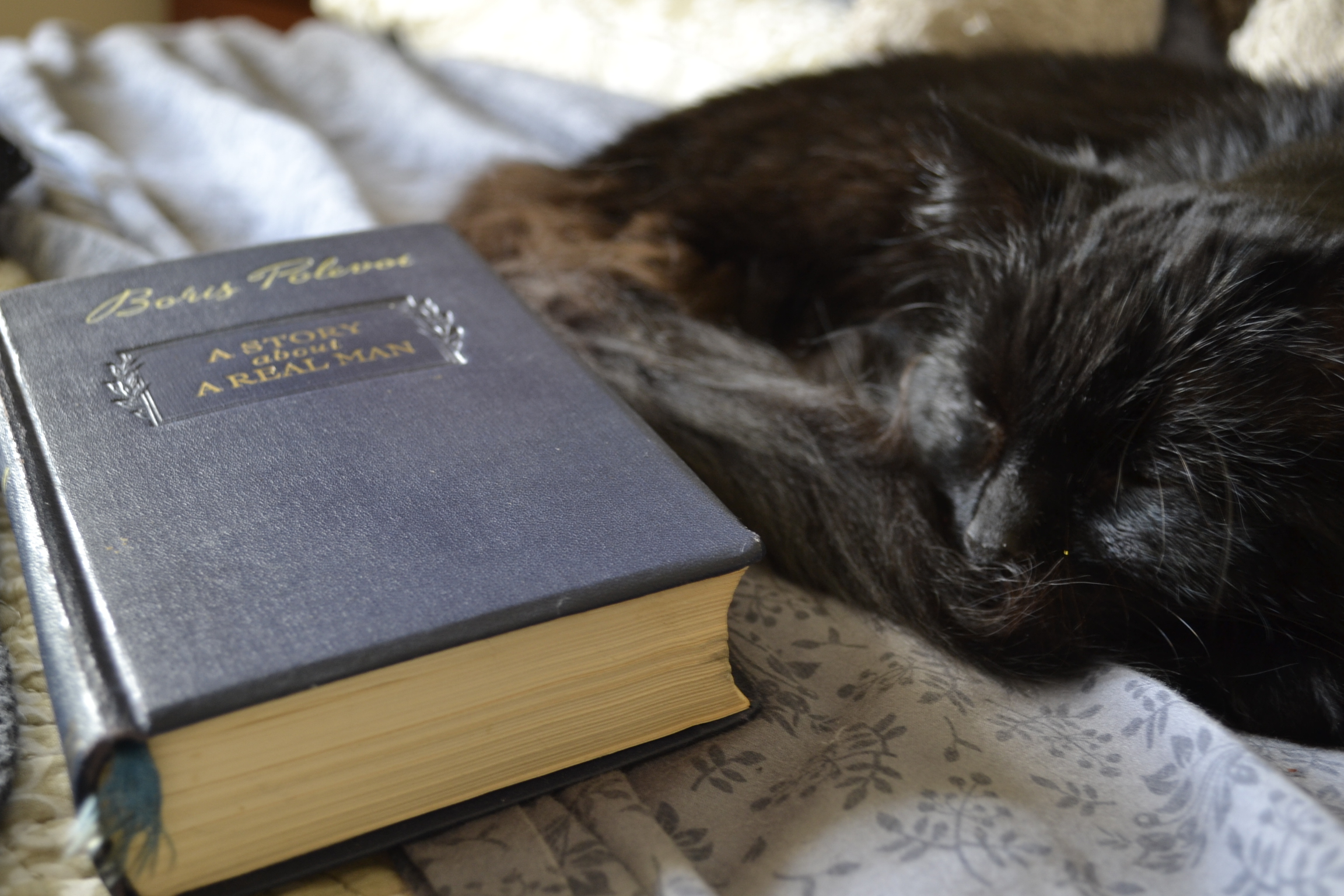A long-haired black cat curled up beside a blue hardcover book: Polevoy's A Story of a Real Man.