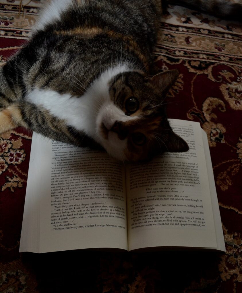 A calico cat stares at the camera while laying on Demons.