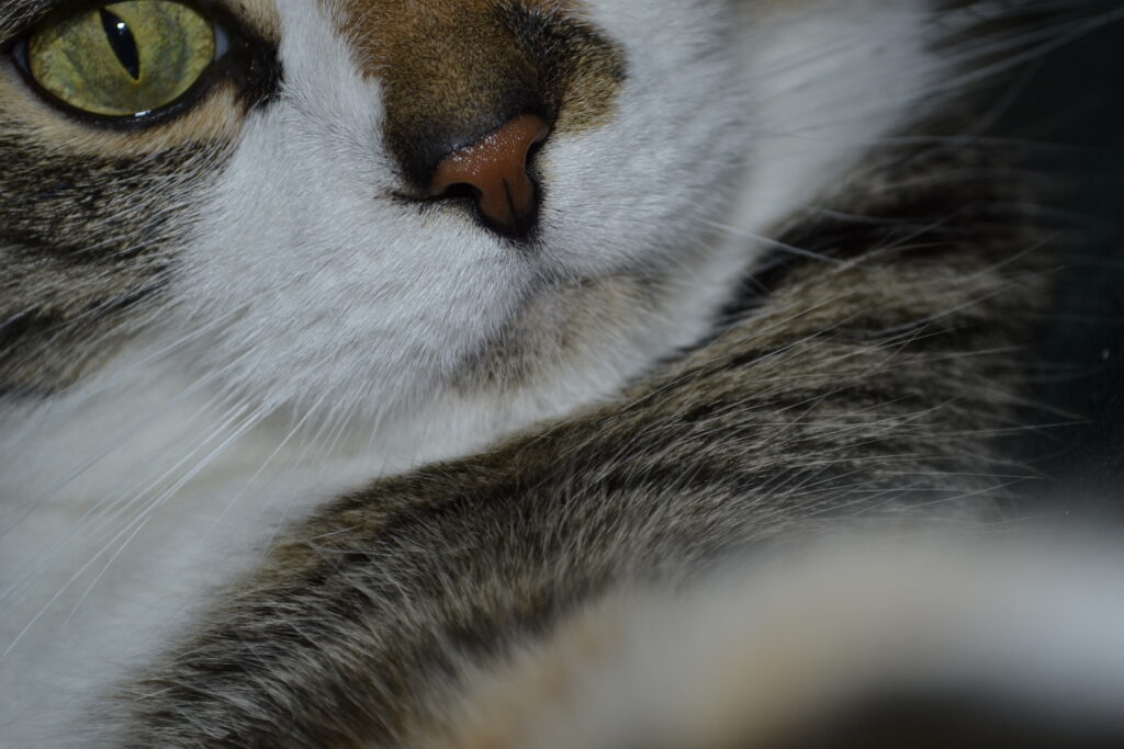 One green eye, a damp pink nose, and long whiskers above white and calico fur. A super close-up shot of Jabberwocky.