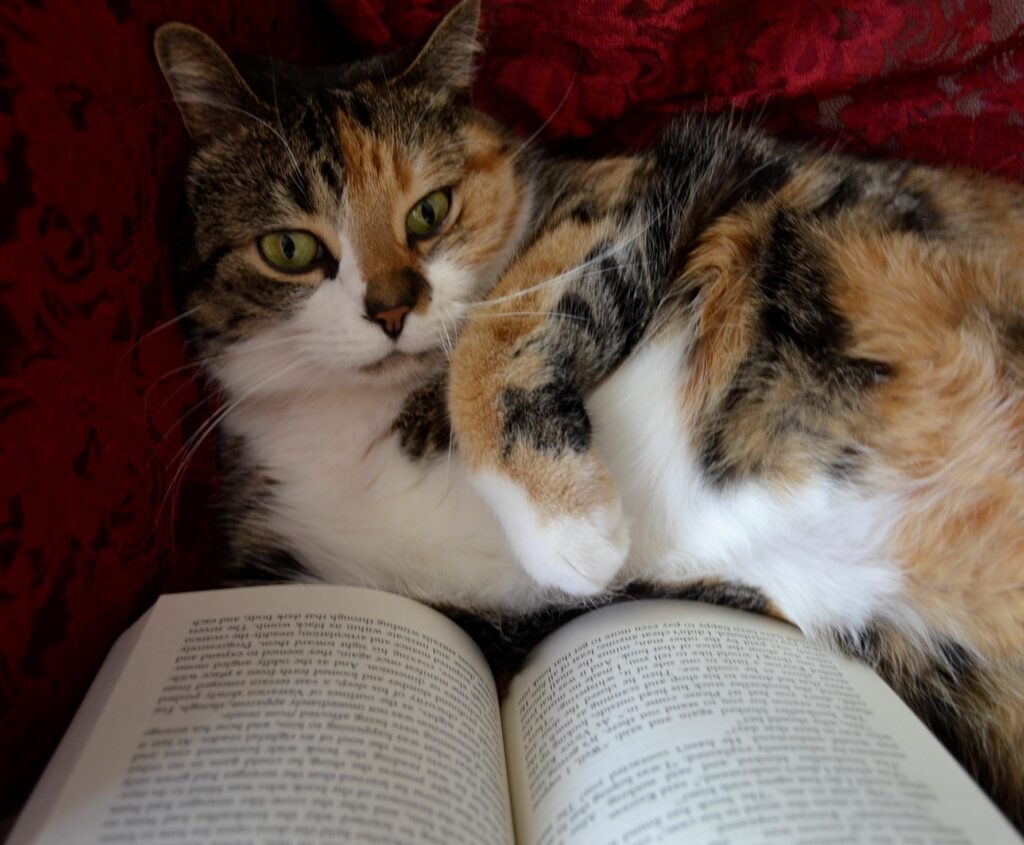 A calico tabby cat reading a book.