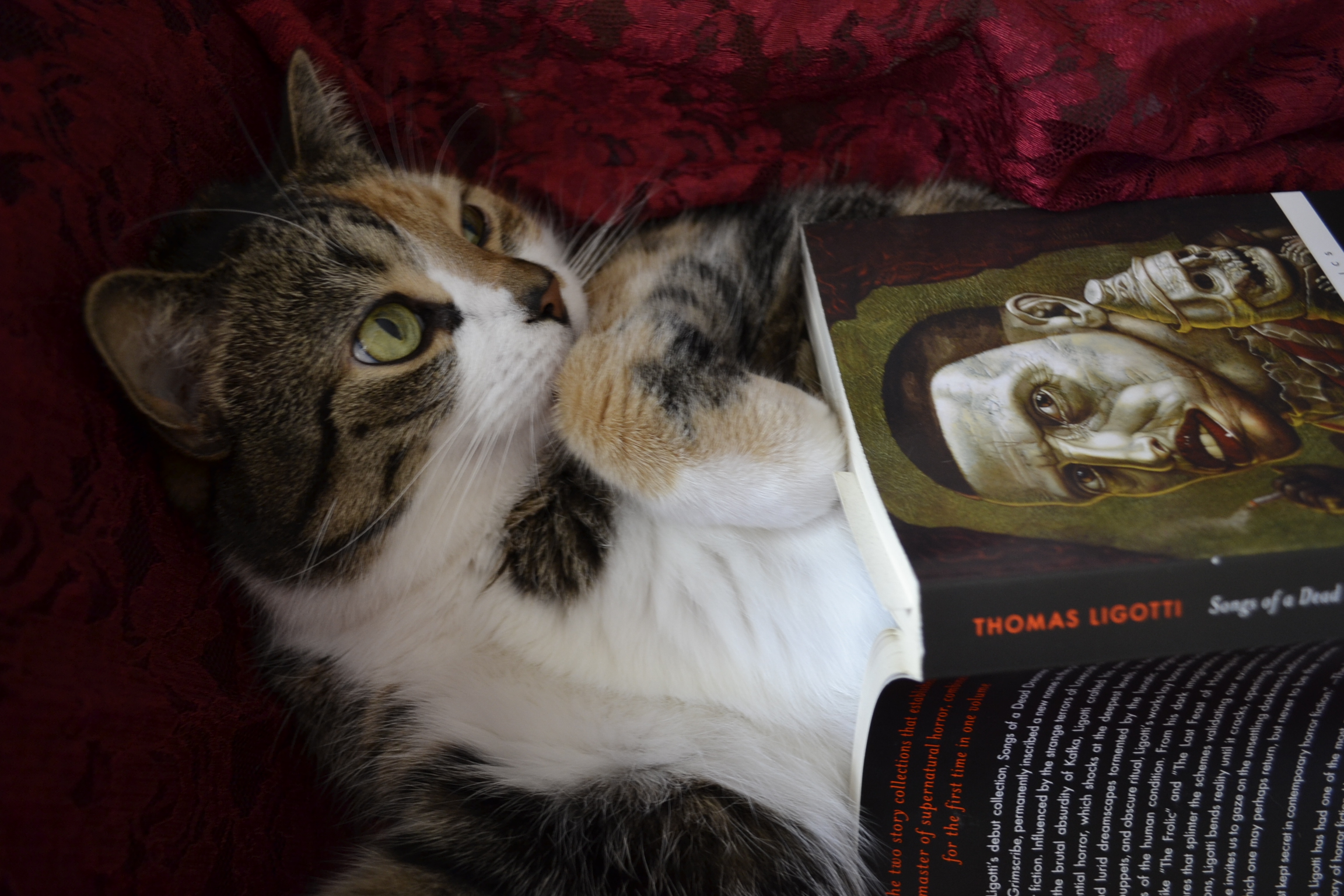 A calico tabby lies with a book by Thomas Ligotti on her stomach.
