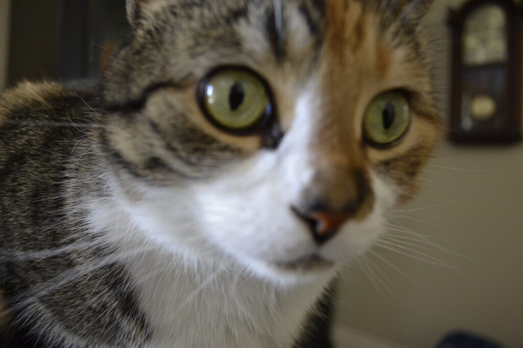 A calico tabby with yellow-green eyes stares perturbedly into the distance.