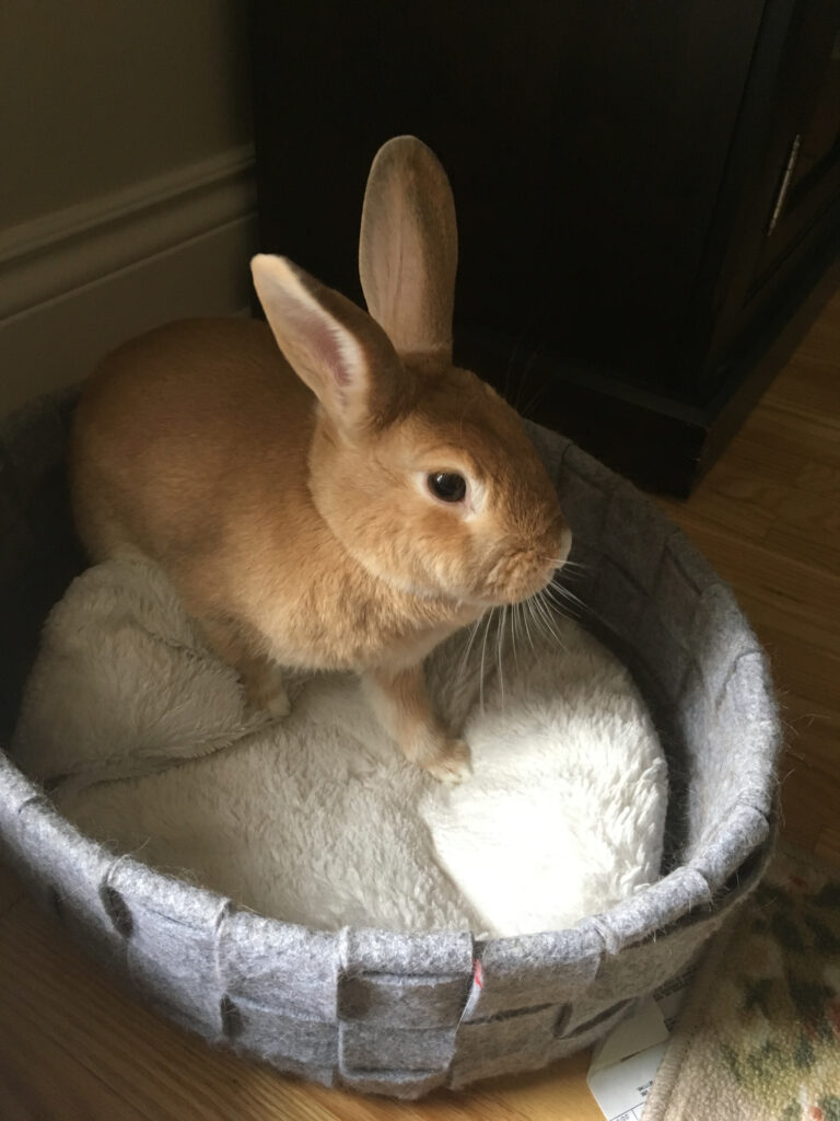 A blonde bunny with a white nose digs up the cushion in a cat bed.