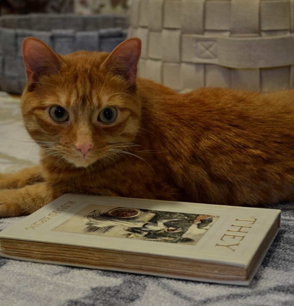 An orange tabby with the blue illustrated cover of They.