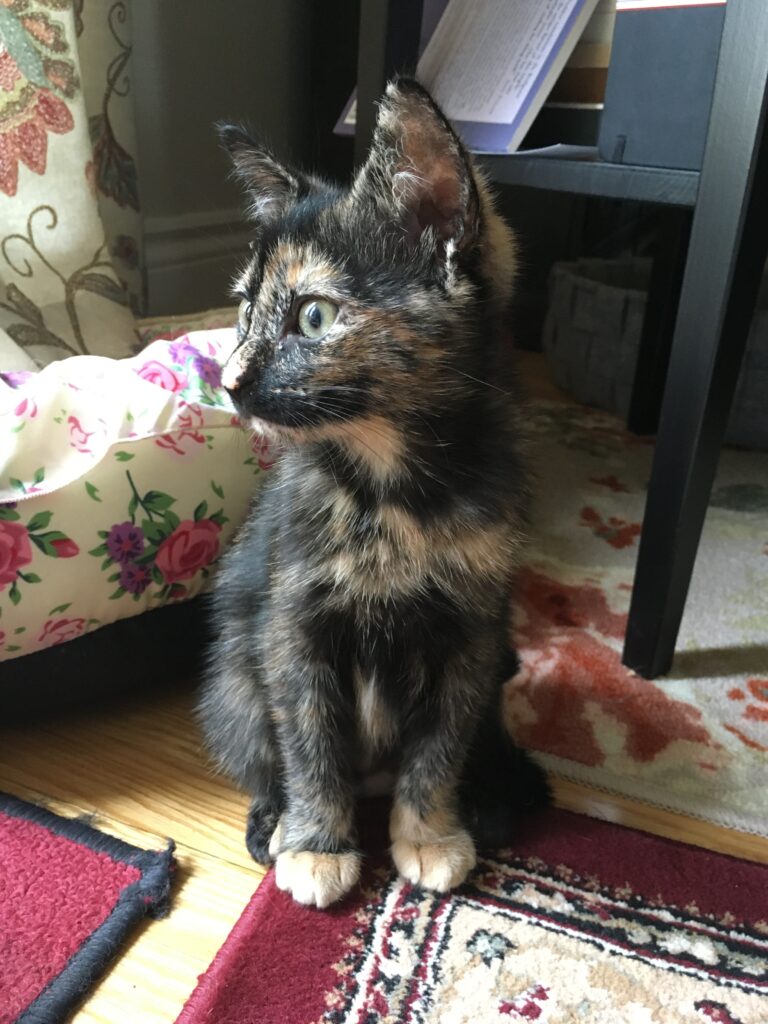 A tortoiseshell kitten sitting on a rug