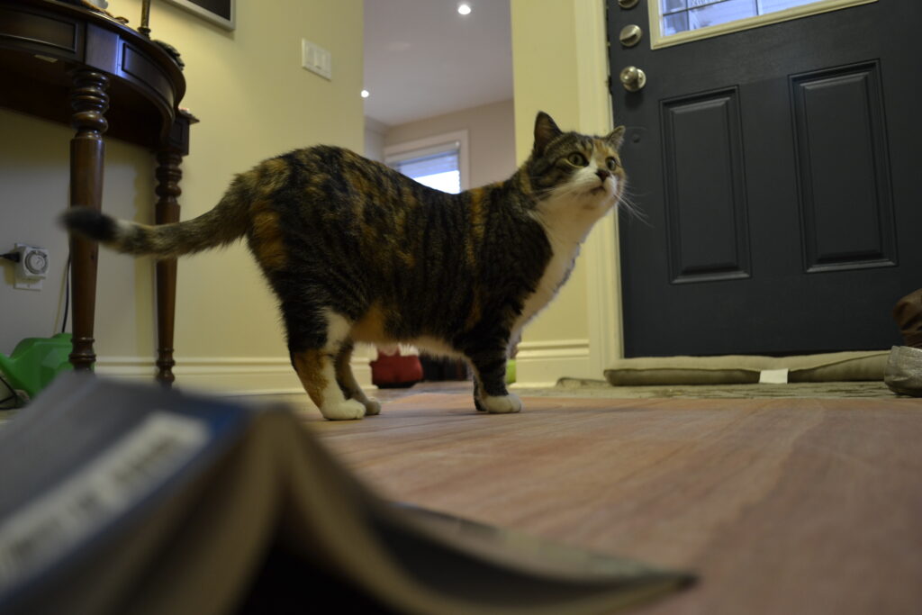 A fat calico tabby sneers in the background behind Poor Folk.