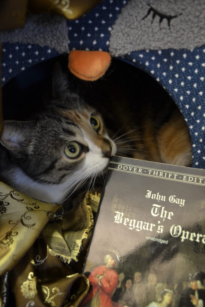 A calico tabby hides in an owl tent beside the Beggar's Opera.