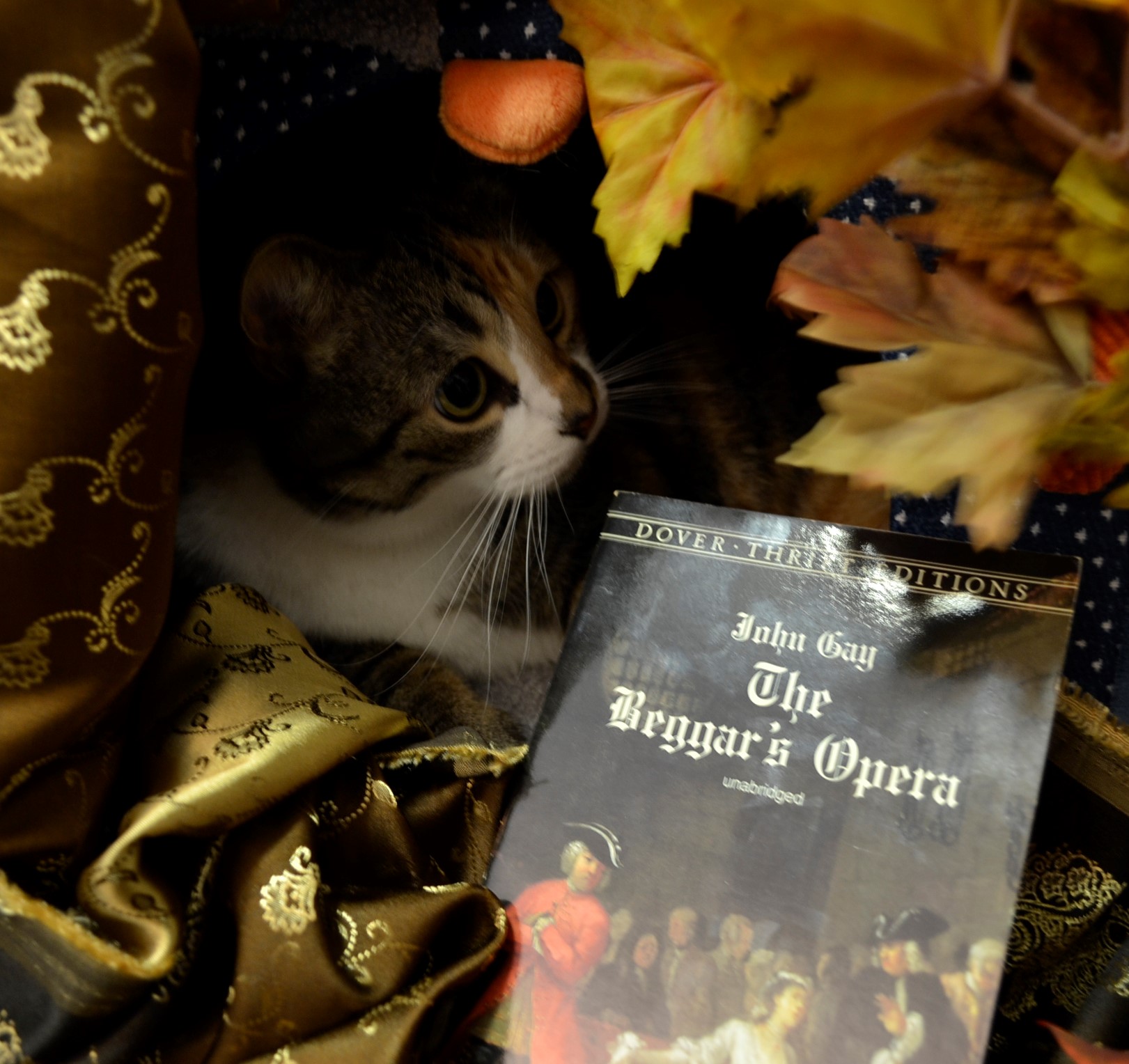A calico tabby hides in a golden tent beside the Beggar's Opera.