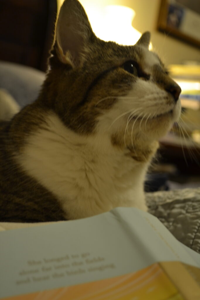 Bubastis looks out over a blue book.