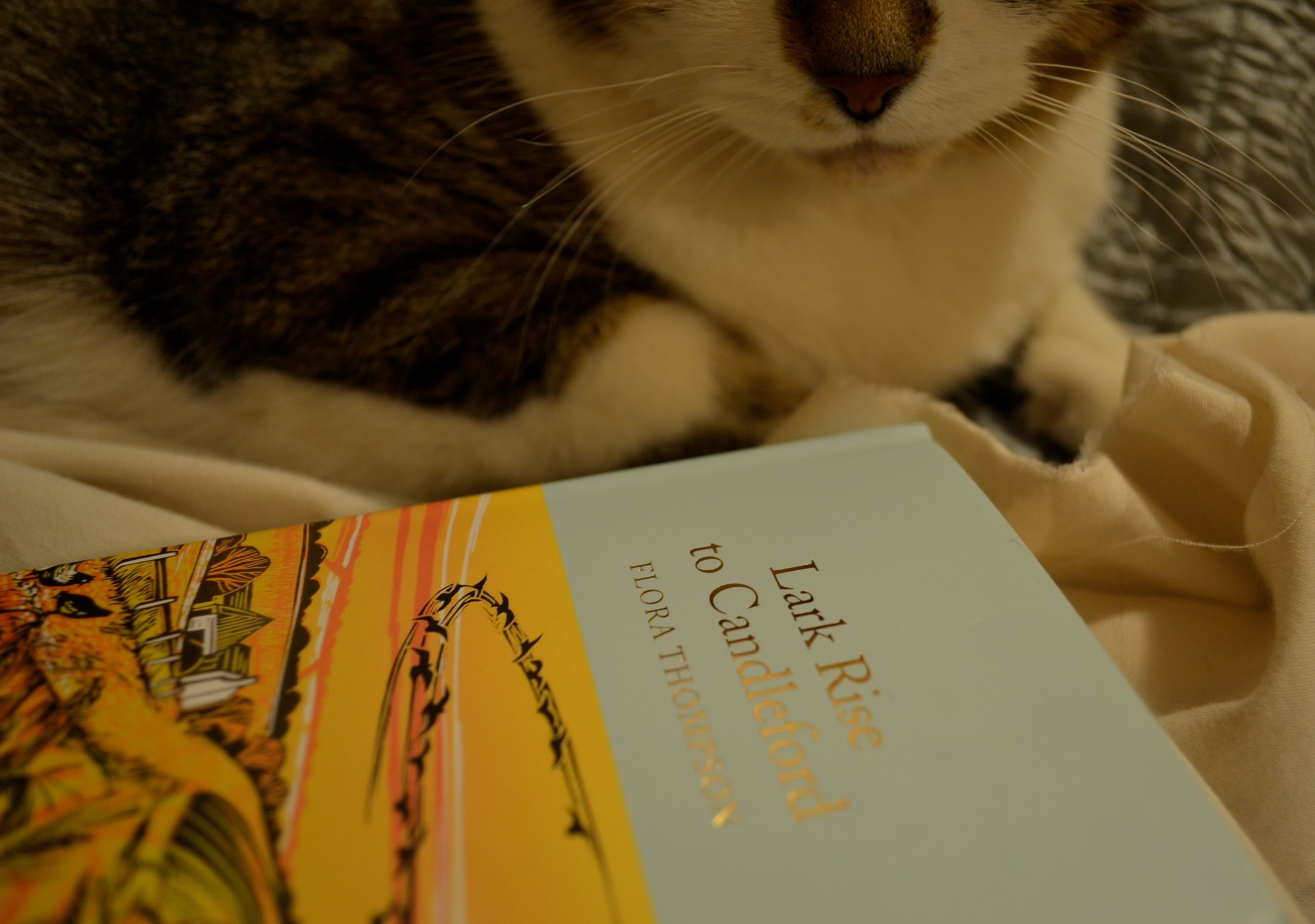 Bubastis sits beside the illustrated cover of Lark Rise to Candleford.