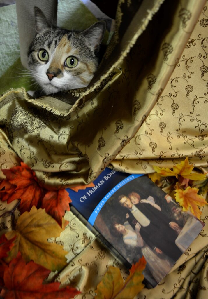 A calico tabby hides behind gold silk and a copy of Of Human Bondage.