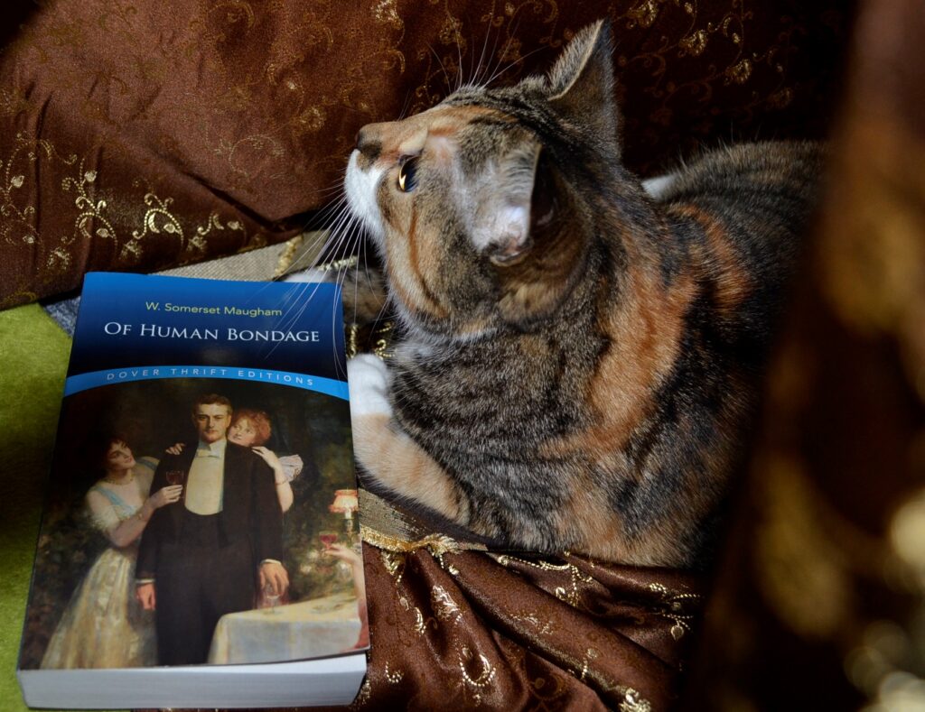 A calico tabby sits beside Of Human Bondage.