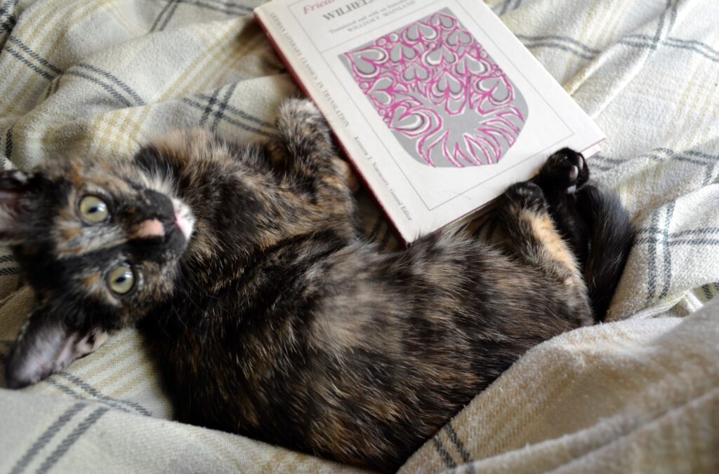 A tortoiseshell cat beside Schiller's Wilhelm Tell.