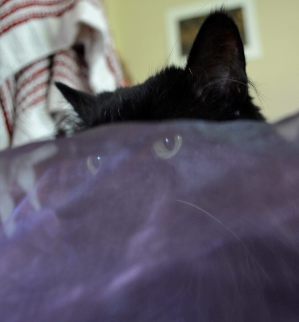 A black cat hides in purple organza.