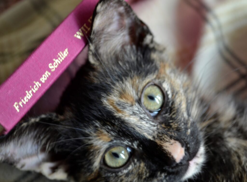 A copy of Wilhelm Tell sits on a tortoiseshell kitten's head.