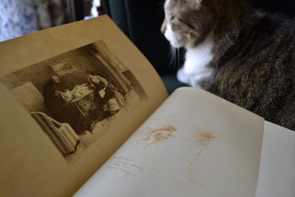 The illustrations in Madame Bovary and a fawn tabby.