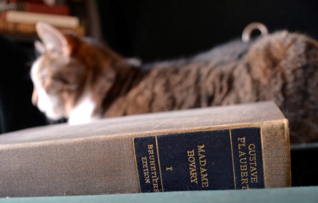 A fawn tabby sits beside an antique copy of Madame Bovary.