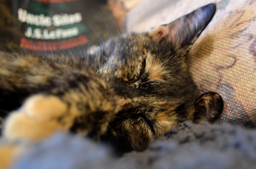 A sleeping tortoiseshell kitten with a copy of Uncle Silas.
