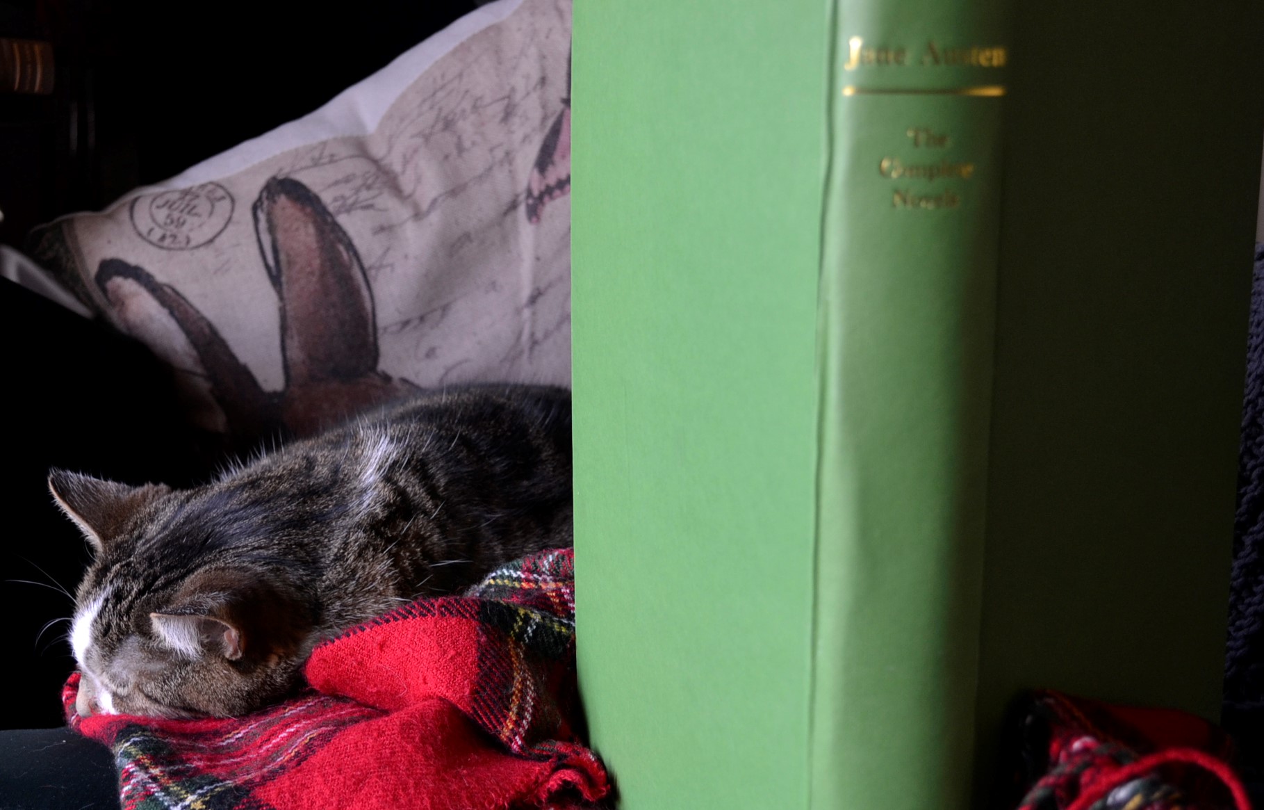 A tabby cat sleeps beside a copy of Pride and Prejudice.