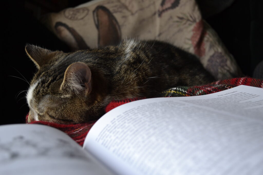 A tabby cat sleeps beside an open copy of Pride and Prejudice.