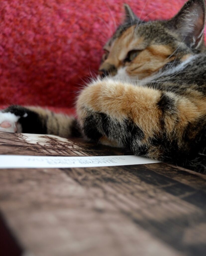 A calico tabby sits beside a copy of Wuthering Heights.