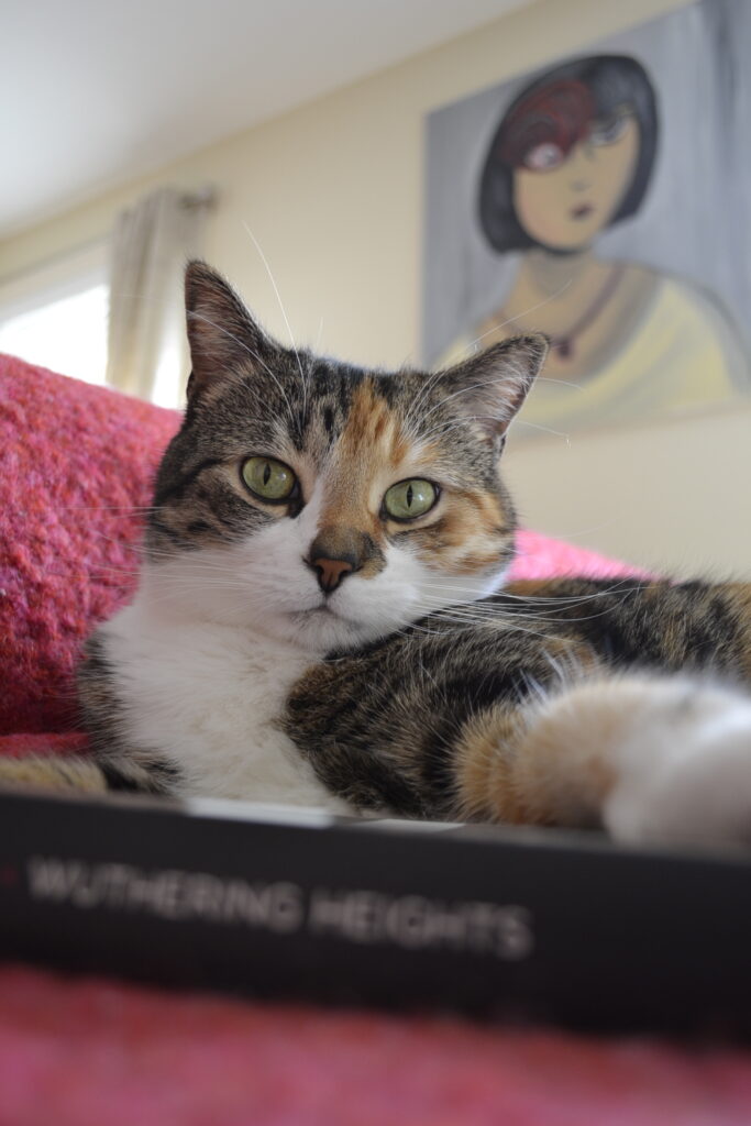 A calico tabby sits beside a copy of Wuthering Heights.