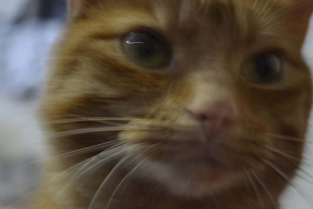 An orange tabby with yellow-green eyes is very close to the camera.