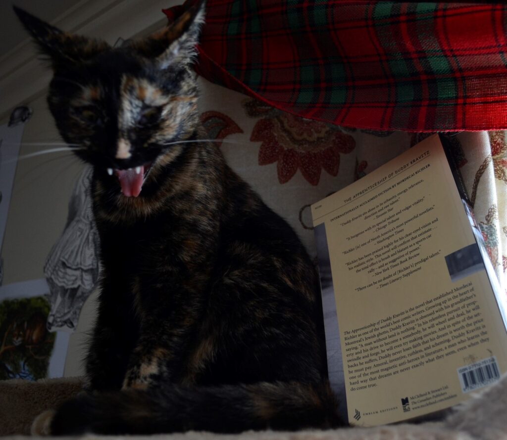 A tortoiseshell kitten makes a grimace as she yawns.