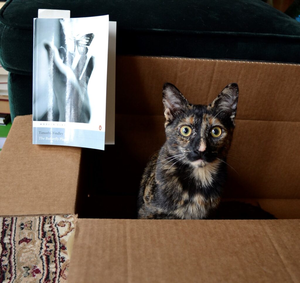 A tortoiseshell kitten sits beside The Butterfly Plague.