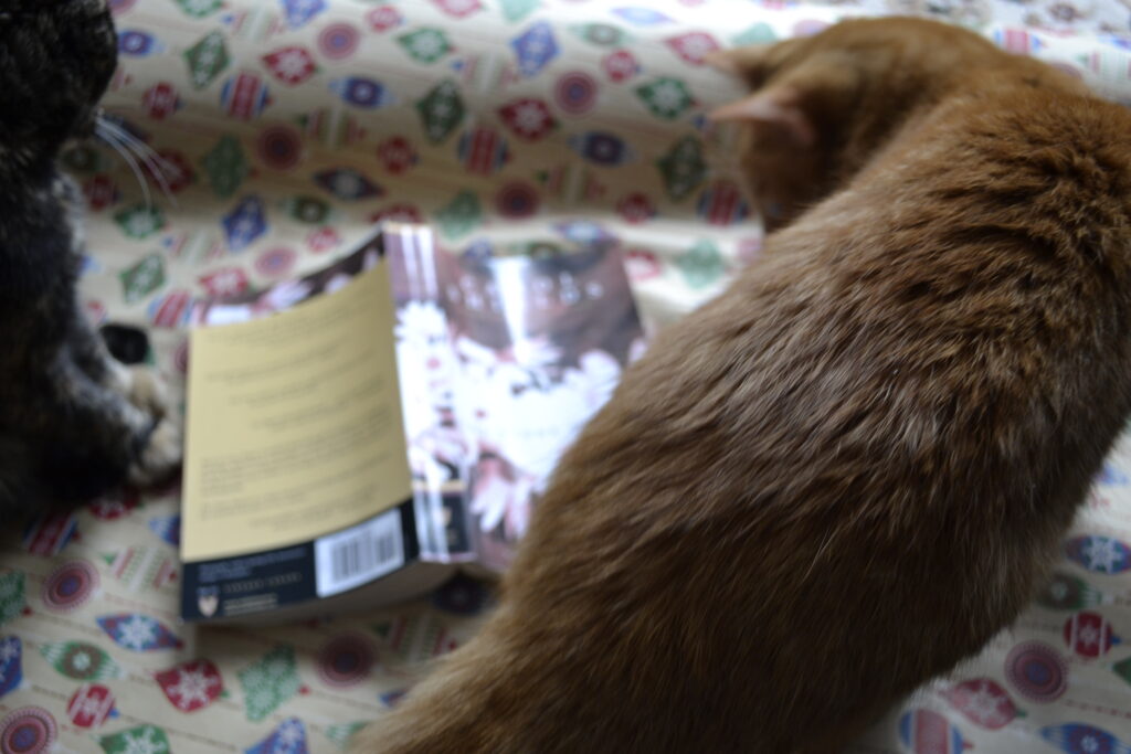 An orange tabby and a tortoiseshell kitten circle The Stone Diaries.