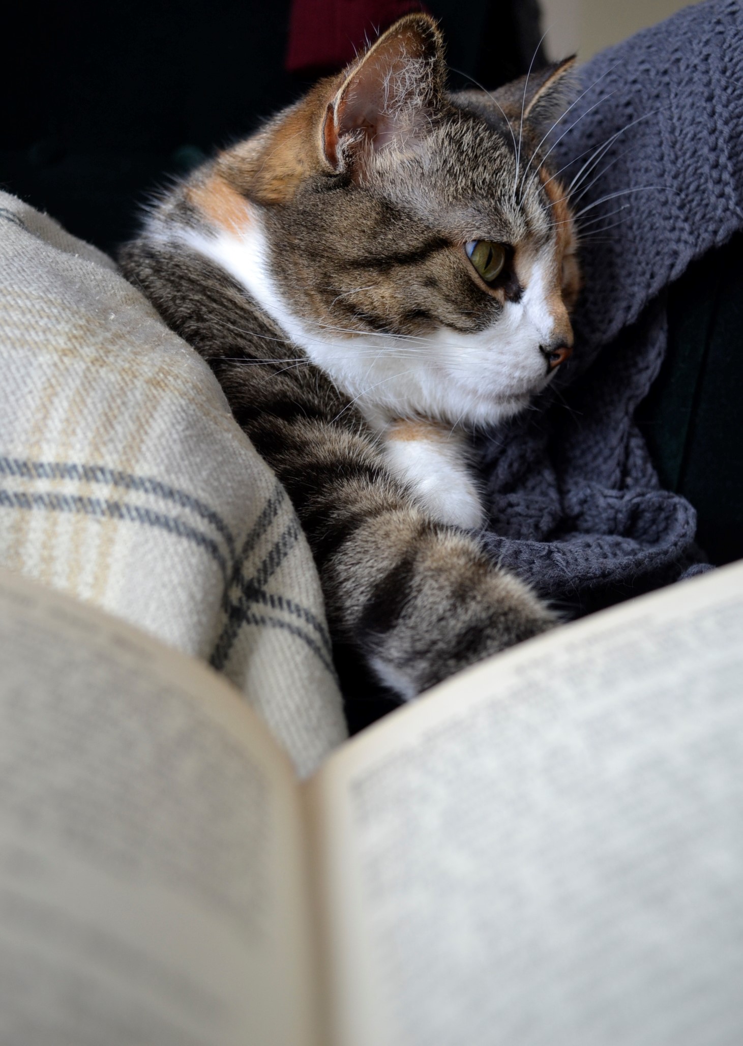 A calico tabby cats reads and old book.