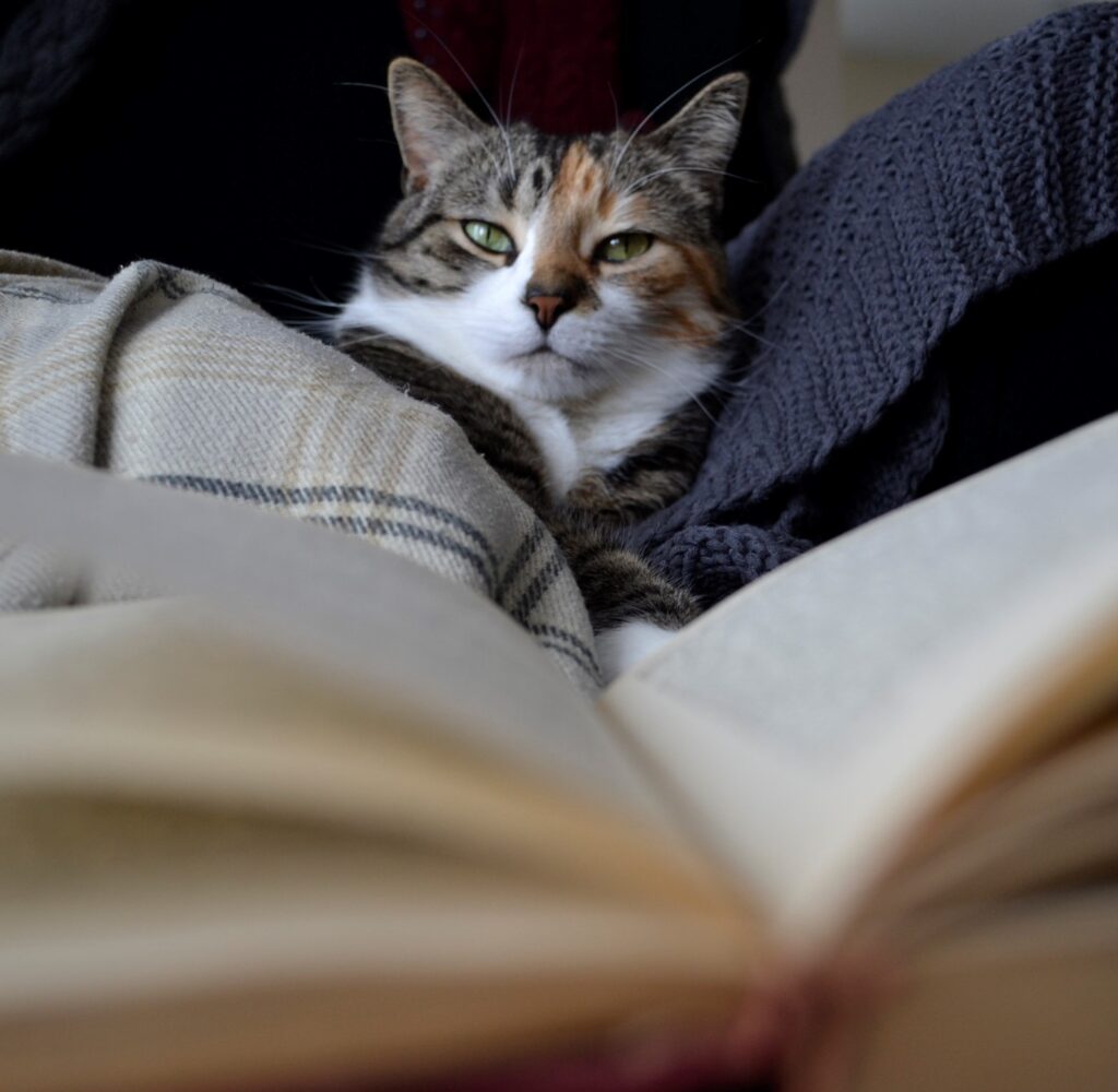 A calico tabby cat reads an old book.