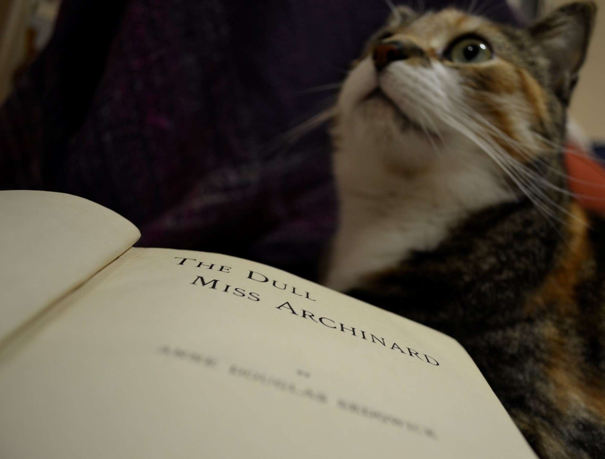 A calico tabby sits beside an open copy of The Dull Miss Archinard.