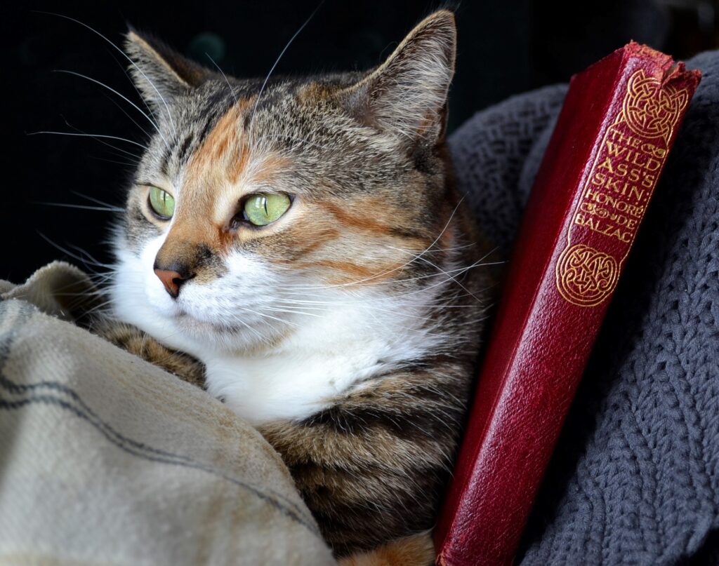 A calico tabby sits beside a 1919 eition of The Wild Ass's Skin.