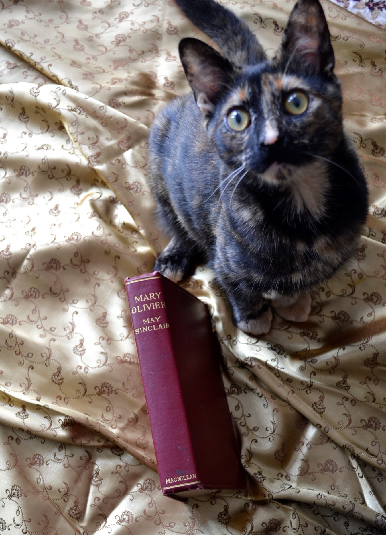 A tortoiseshell kitten sits beside a red 1919 edition of Mary Olivier.