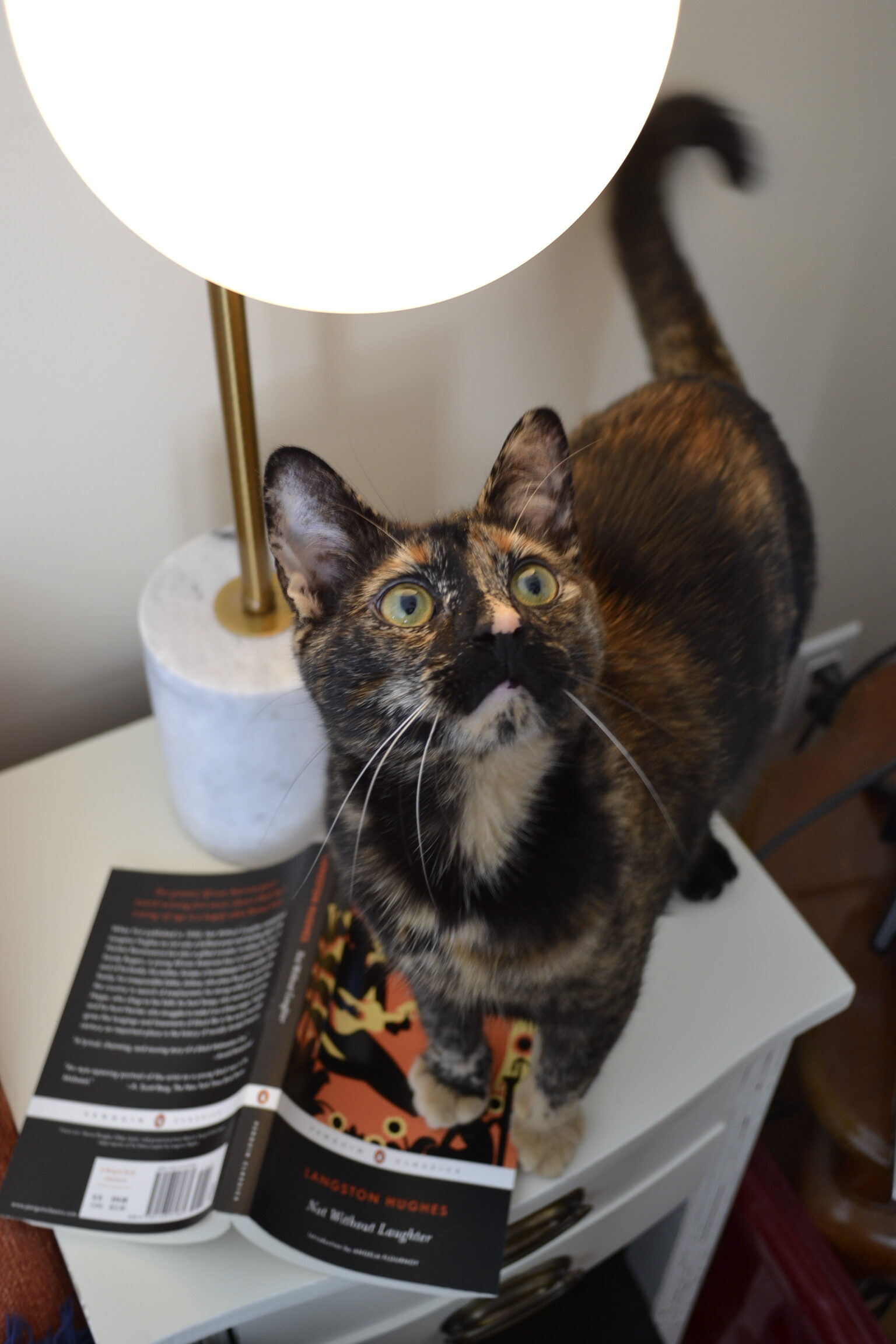 A tortoiseshell kitten stands on Not Without Laughter and looks up at a 'moon' lamp.