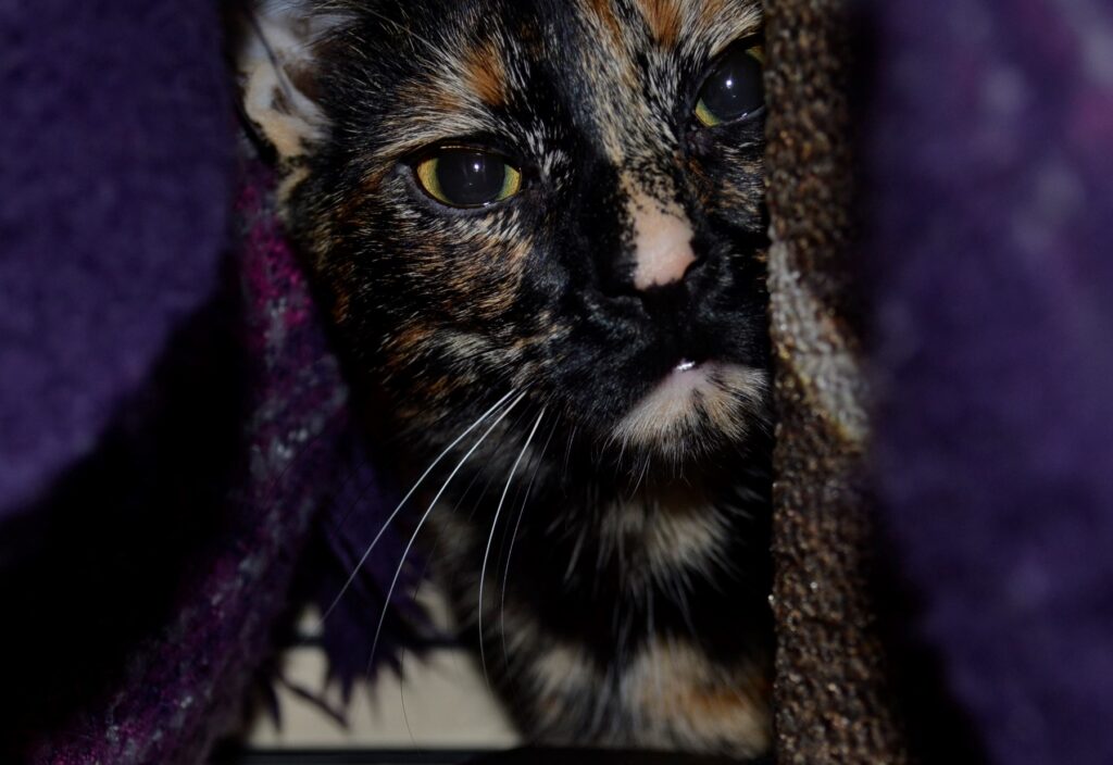 A tortoiseshell kitten peeks through the folds of a purple blanket.